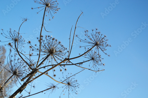 A large dry inflorescence of a hogweed plant against the background of a clear blue sky on a sunny day