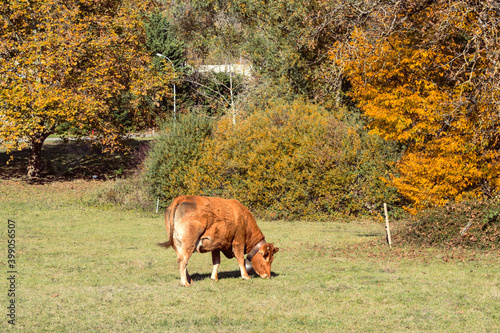 vache rousse