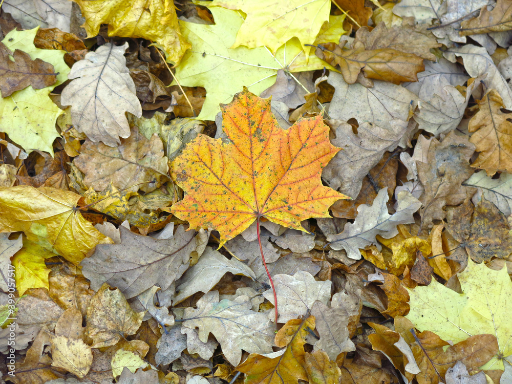 bright yellow maple leaf lies on the ground in autumn bright yellow maple leaf lies on the ground in autumn
