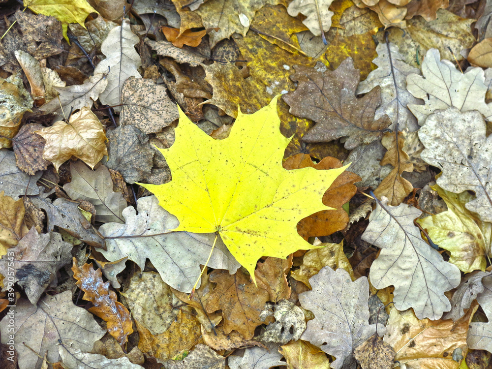 bright yellow maple leaf lies on the ground in autumn