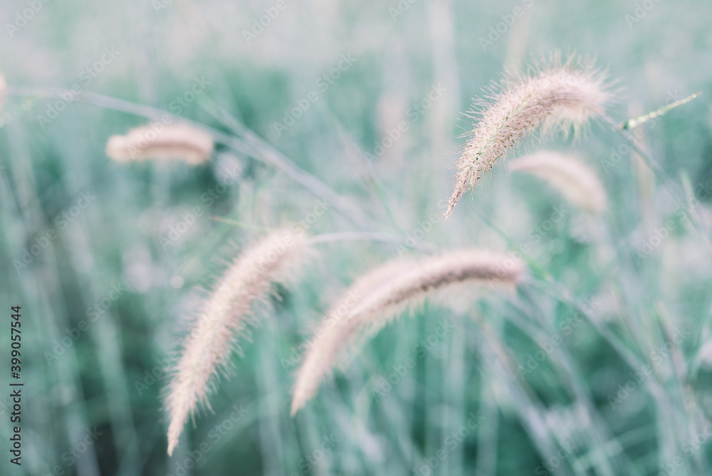 Soft and warm early morning light on grass flower in fresh air of winter time. A cool earth toned image for a warm welcome of year end celebration. Calm and peaceful environmental earth concept. Soft and warm early morning light on grass flower in fresh air of winter time. A cool earth toned image for a warm welcome of year end celebration. Calm and peaceful environmental earth concept.