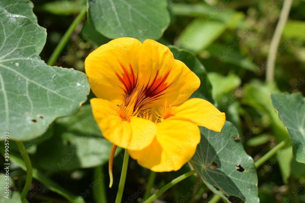Amarilla Amarilla