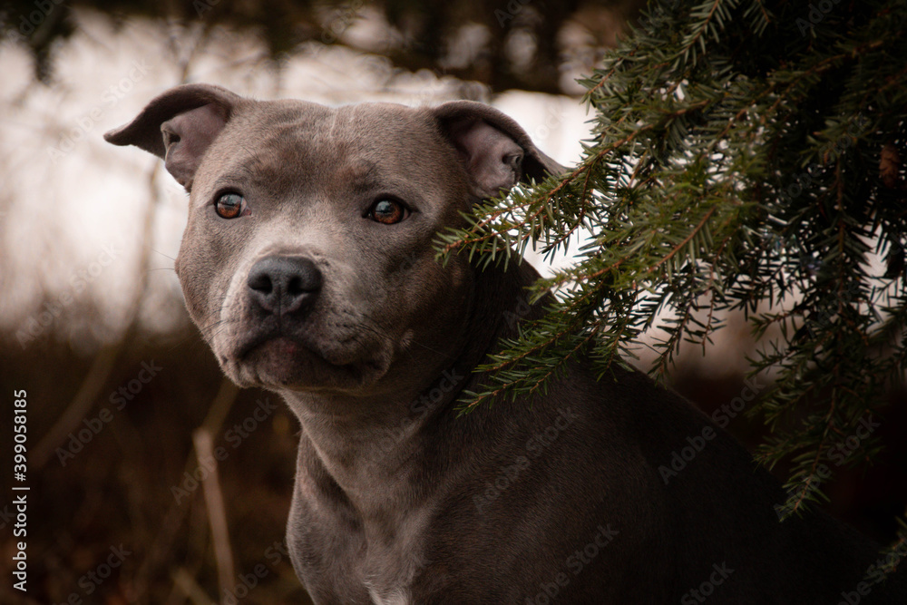 staffordshire bull terrier is standing under the pine in snow. he is so happy outside. Dogs in snow is nice view