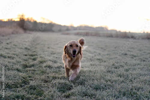 Golden retriever dog walking on a frost covered field in winter, England, United Kingdom