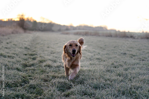 Photography Golden retriever dog walking on a frost covered field in winter, England, United