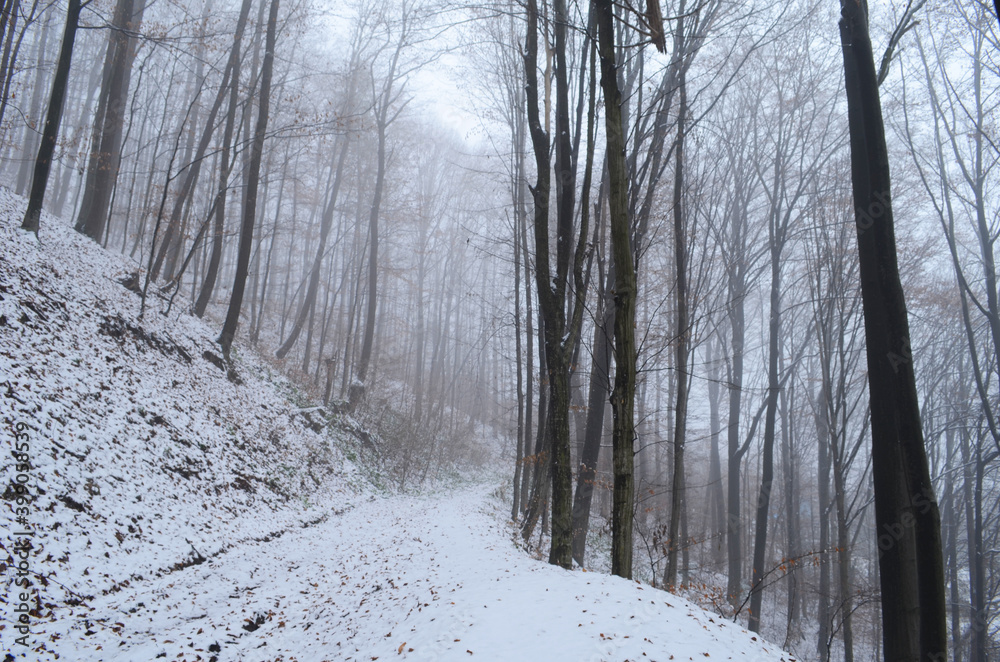 Landscape of spooky winter forest covered by mist