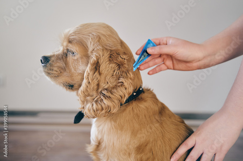the dog is treated with a flea remedy. The dog is dripped on the withers with a parasite remedy photo