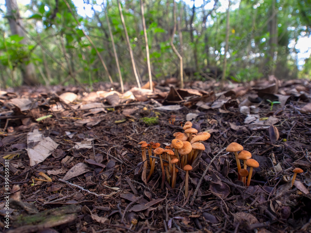Wide angle photography of a group of golden trumpet mushrooms and a wooden animal on the ground of a forest near the colonial town of Villa de Leyva in the central Andean mountains of Colombia. Wide angle photography of a group of golden trumpet mushrooms and a wooden animal on the ground of a forest near the colonial town of Villa de Leyva in the central Andean mountains of Colombia.