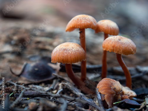 Macro photography of a group of golden trumpet mushrooms on the ground of a forest near the colonial town of Villa de Leyva in the central Andean mountains of Colombia.