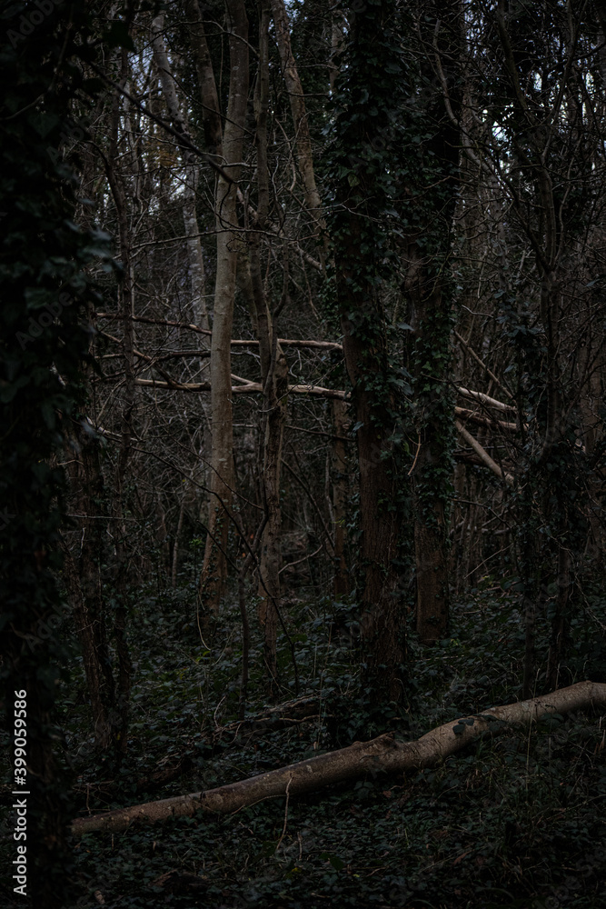 Obraz premium A Fallen Tree in a wood