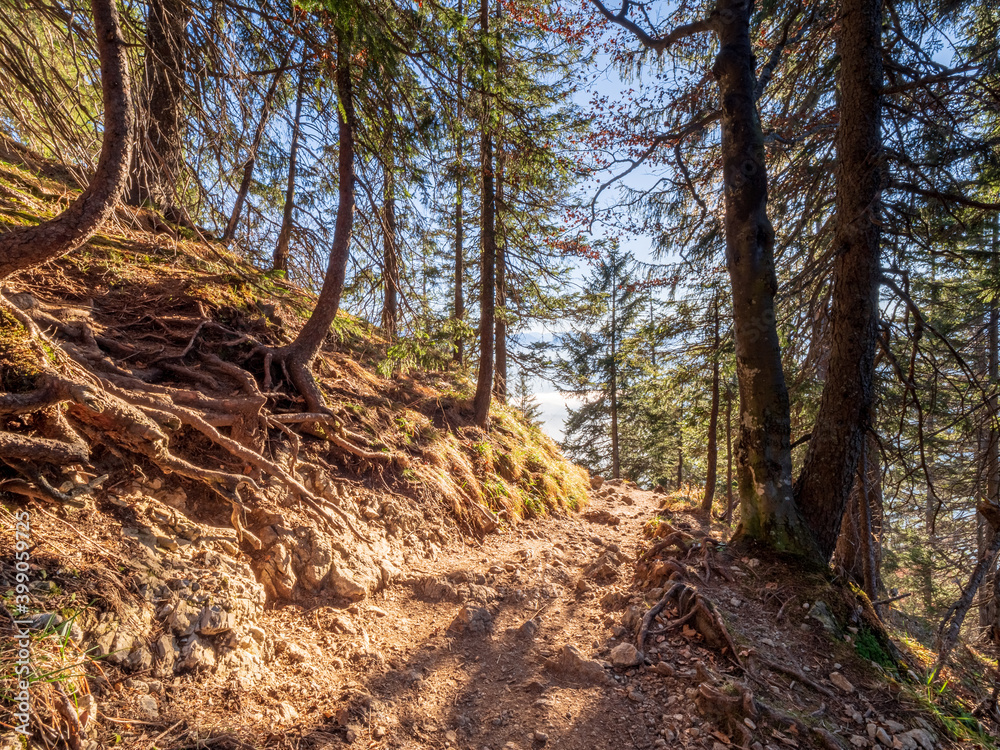 Obraz premium Nature Bavarian Forest Trail during Autumn up to the mountain to the Top of the Herzogstand