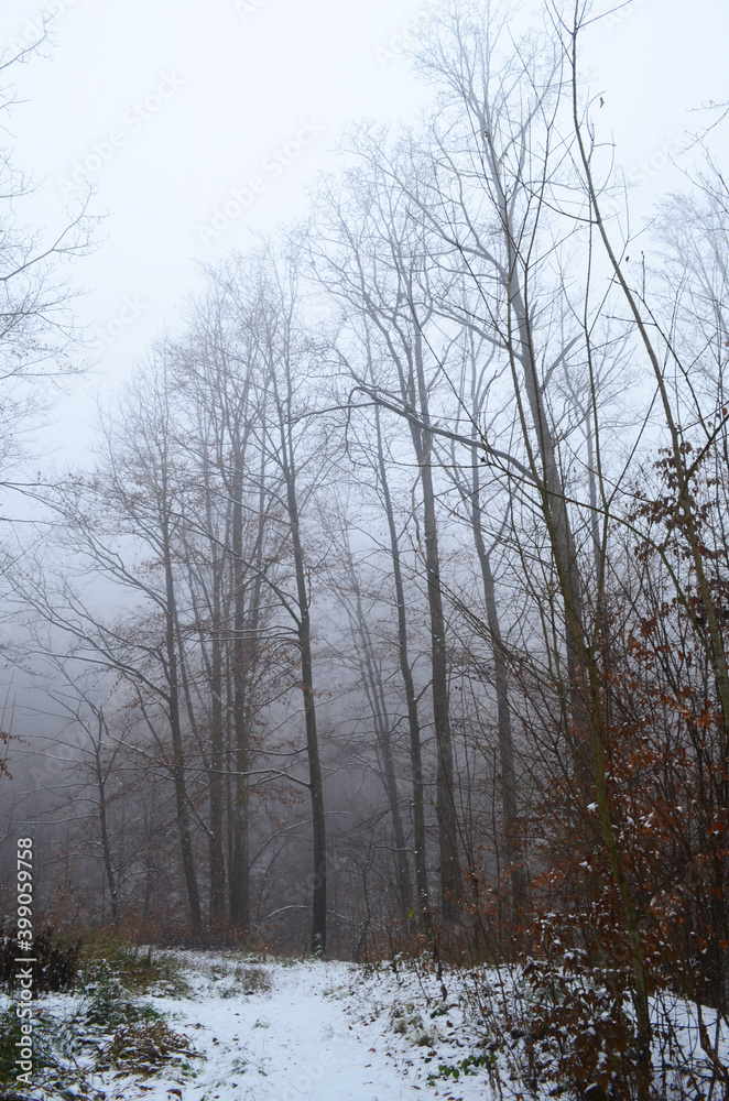 Landscape of spooky winter forest covered by mist Landscape of spooky winter forest covered by mist