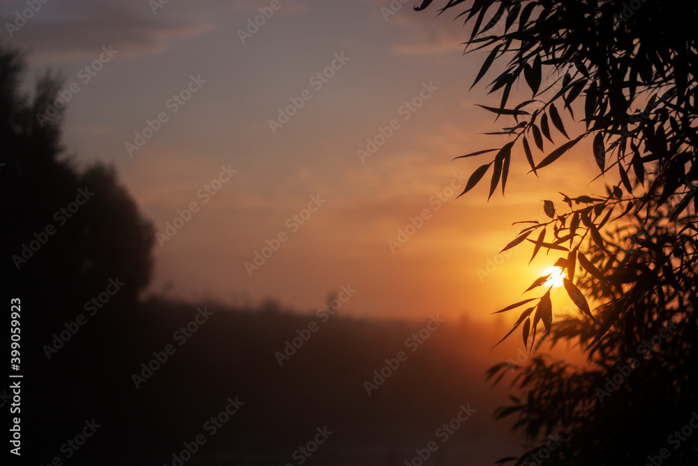 The rays of the morning sun are visible through the branches of the trees. Silhouette of plants in the rays of dawn in summer. Thickets of trees against the sun in the morning fog.   