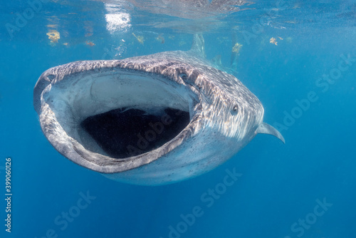 Whale Shark Feeding, Isla Mujeres, Mexico