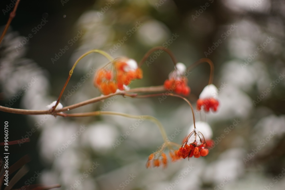Rowan branch close-up in the snow. Winter garden Rowan branch close-up in the snow. Winter garden