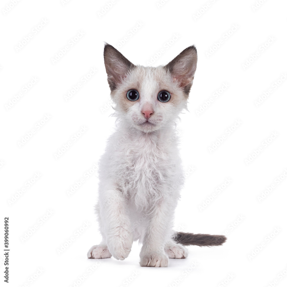 Adorable blue bicolor LaPerm cat kitten, standing facing front. One paw playful in air. Isolated on white background.