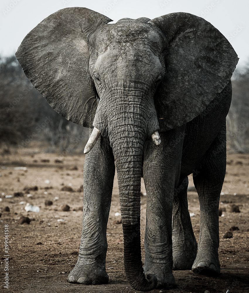 Desert elephant in Etosha, Namibia
