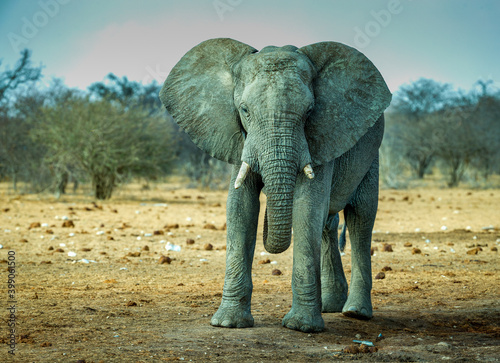 Desert elephant in Etosha  Namibia 