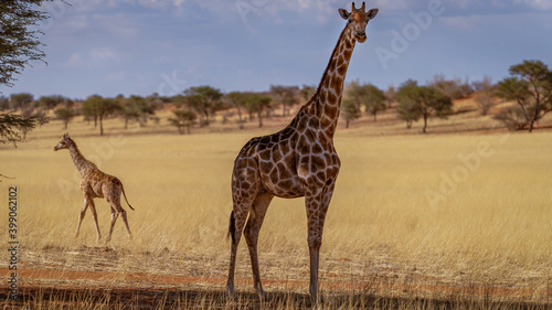 A giraffe in the shade