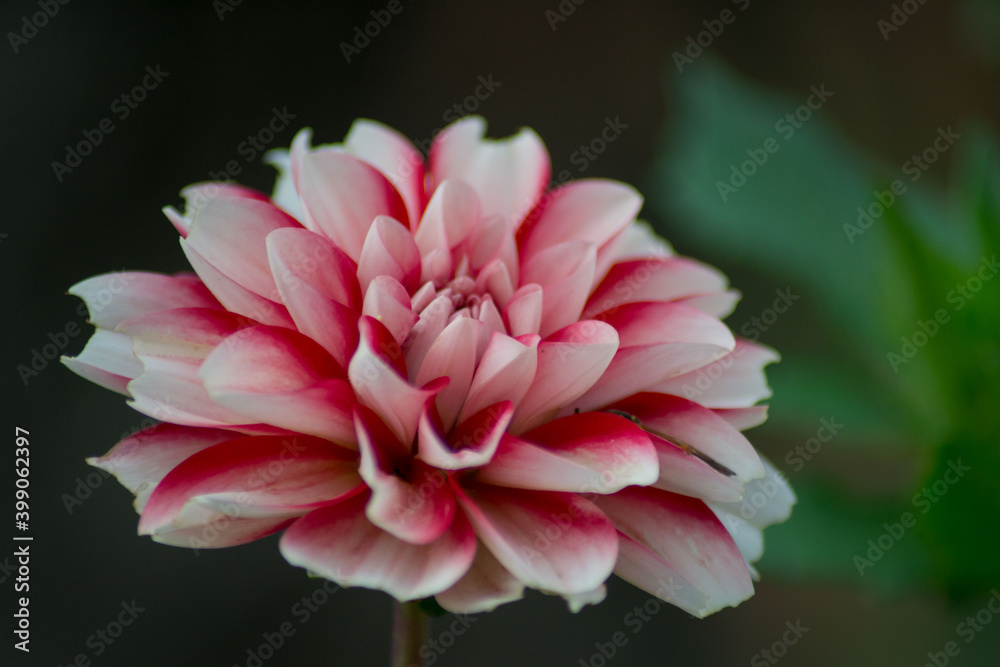 Fototapeta premium Candy striped dahlia, single dalia flower in the garden, nature outdoors, beautiful red and white petals close-up
