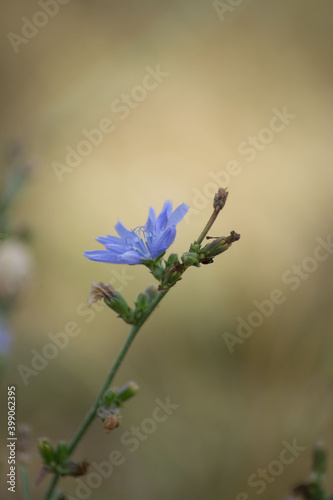 Close-up image of the wildflower Cichorium  beautiful blue wild flowers in a meadow  nature