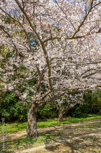 満開の桜