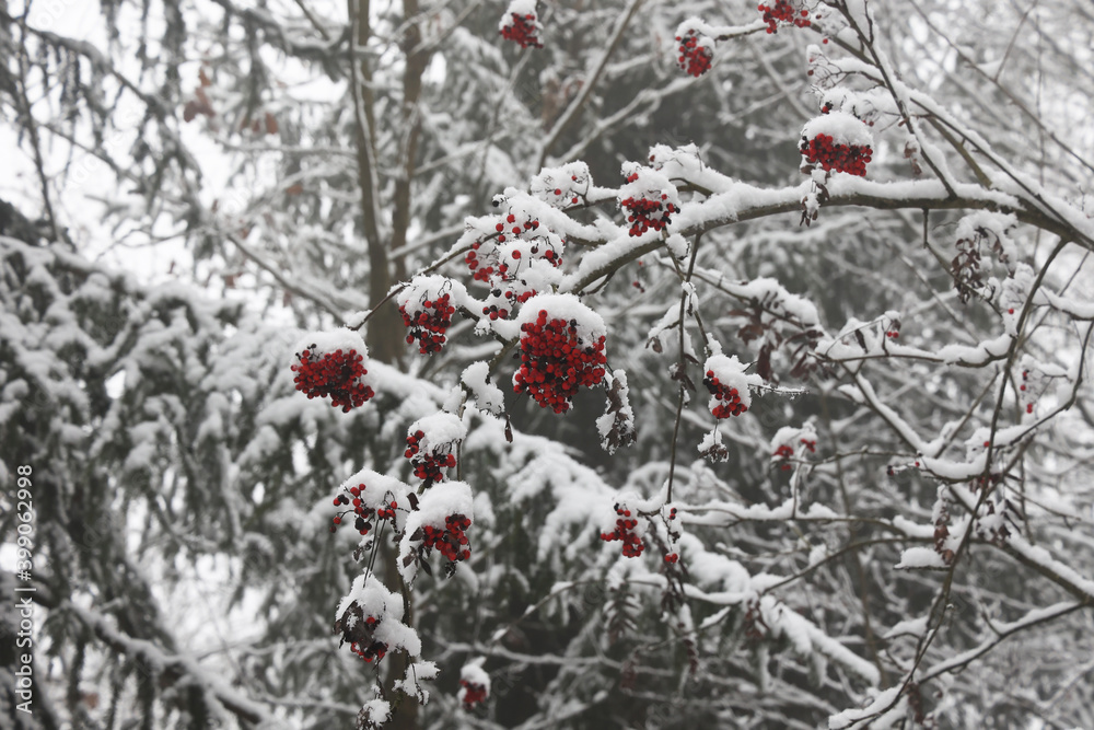 Red rowan in the cold in winter Red rowan in the cold in winter