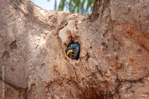 Hyacinth Macaw in tree hole nest, Pantanal