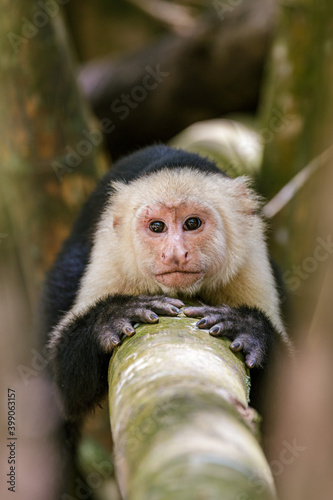 Fotografía Capuchin monkey lying on a branch