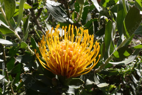 Nadelkissen-Silberbäume oder Nadelkissen, Leucospermum cordifolium, kommt  im Westkap, Südafrika, vor und gedeiht im Fynbos. photo