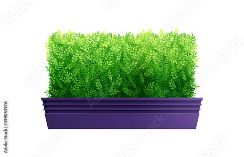 Decorative Bush Illustration