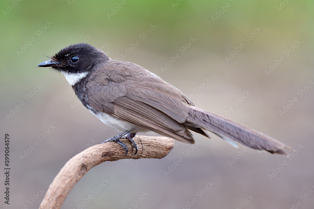 Malaysian pied fantail (Rhipidura javanica) lovely brown to black bird happily perching on curve branch Malaysian pied fantail (Rhipidura javanica) lovely brown to black bird happily perching on curve branch