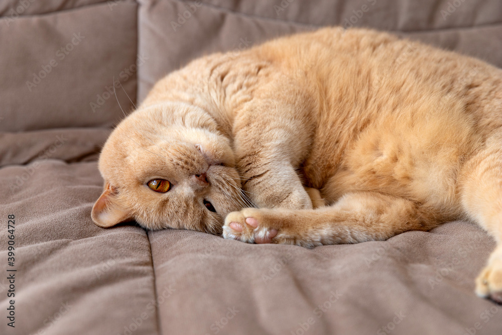 Scottish fold red cat lies on the sofa