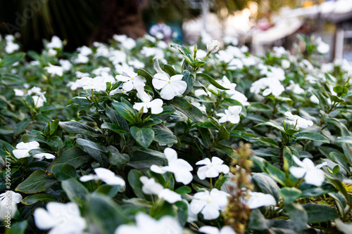 Beautiful white flowers in the garden blooming