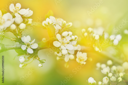 Soft focus blur cherry twig flower in bloom. Nature horizontal background.