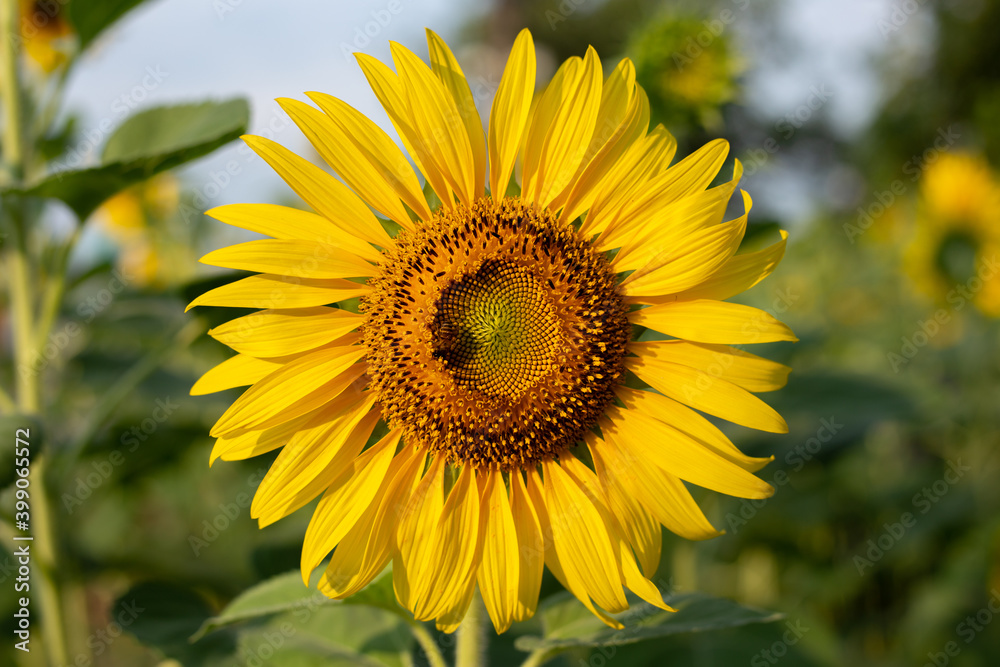 Fototapeta premium Sunflower Yellow Yellow flower Blooming flowers