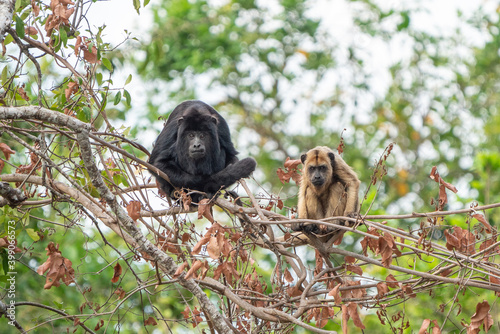 Photography Black-and-Golden Howler Monkeys, Pantanal