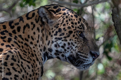 Jaguar Head Close Up  Pantanal