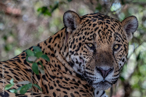 Jaguar Head Close Up, Pantanal © Angiolo