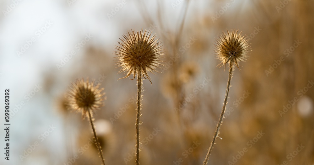 Dry flower after winter thistle in spring.