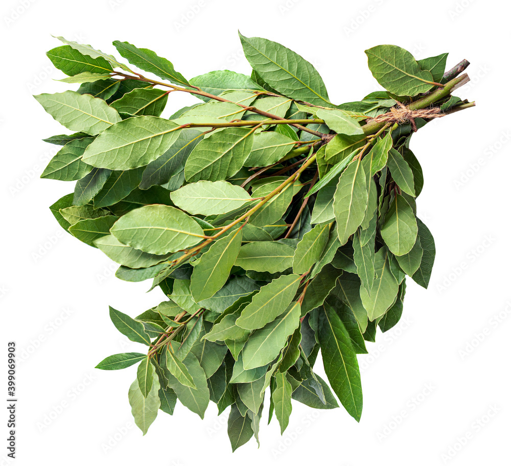 Fototapeta premium Bay leaves isolated on white background, top view. .Twig bay close-up