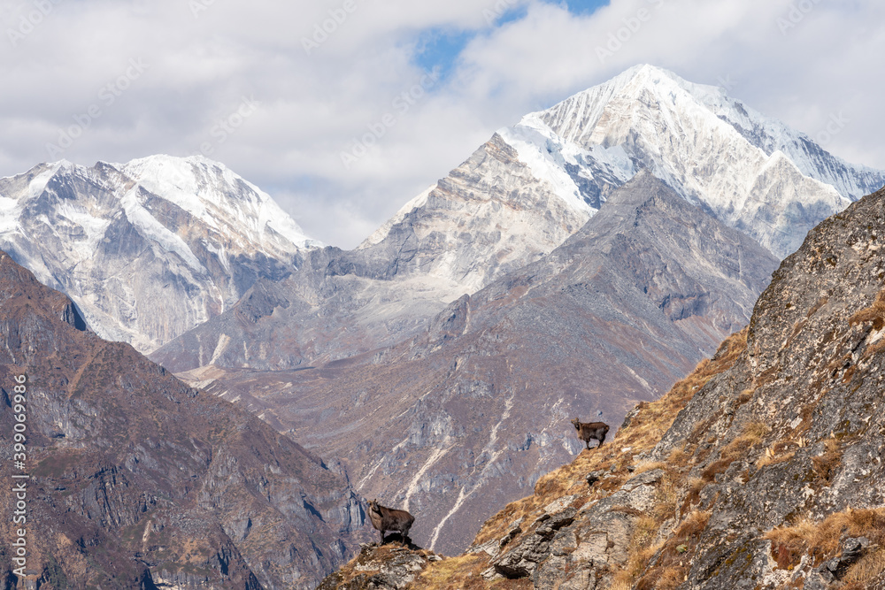 Himalayan Thar, Khumbu Valley