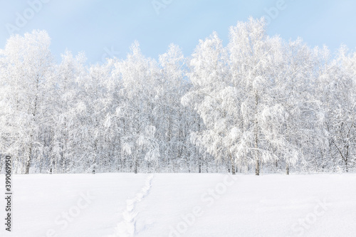 Winter frosty landscape. Birches covered with frost and snow against the blue sky. Footprints in the snowy forest.