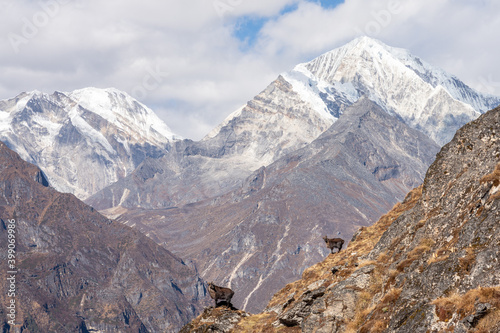 Himalayan Thar, Khumbu Valley photo