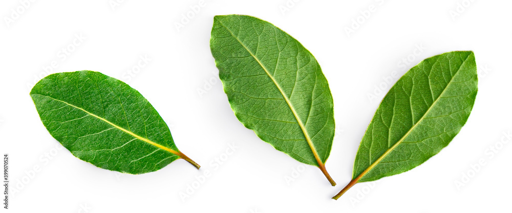 Three Bay leaves isolated on white background, top view. Twig bay close-up Three Bay leaves isolated on white background, top view. Twig bay close-up