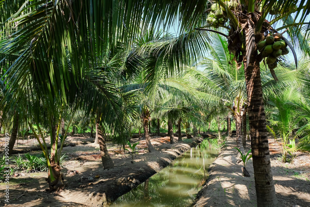 Obraz premium Image of Coconut Farm at Samut Sakhon Province. Thailand.