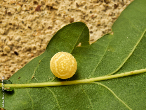 Oak leaf gall found growing on the underside of an oak leaf. Produced by the gall wasp to enclose the developing larvae.