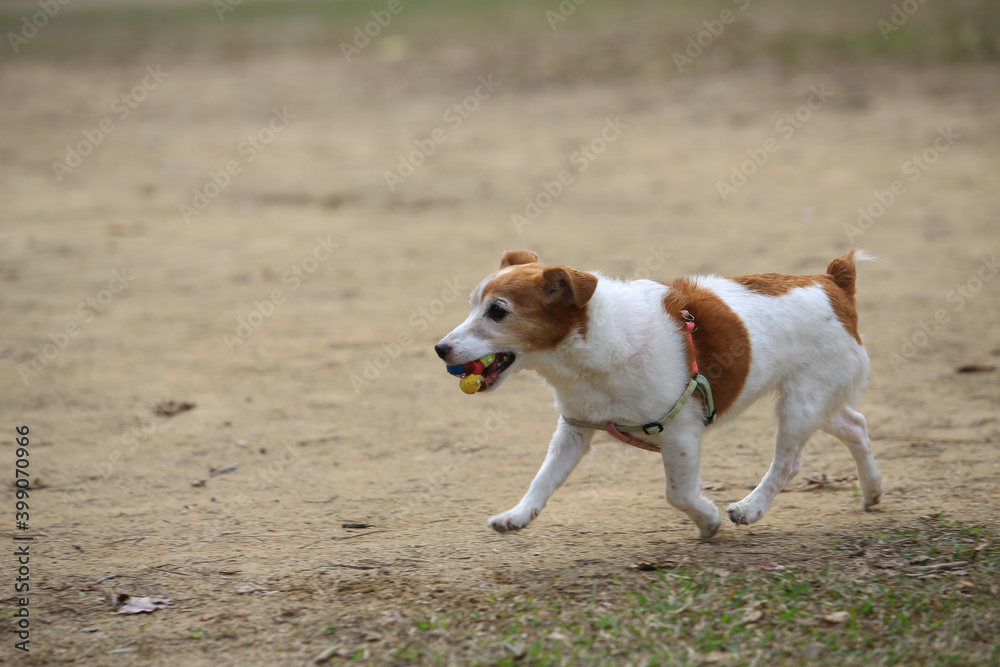 doggy happy party, doggy pick up the ball after running doggy happy party, doggy pick up the ball after running