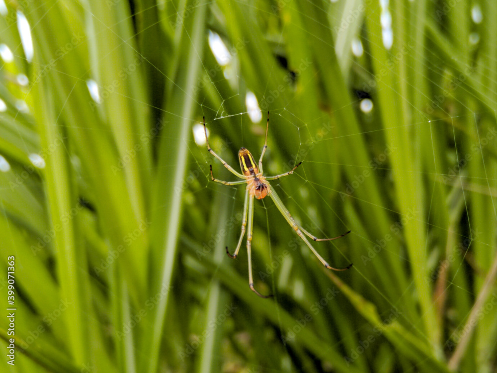 spider on a green leaf