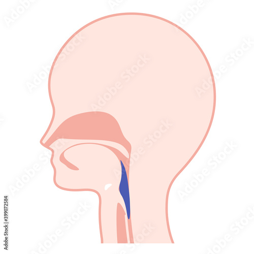 嚥下プロセスのイラスト_咽頭期_嚥下反射